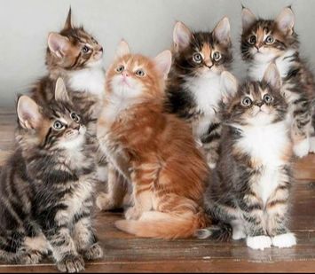 maine coon cattery Juliette Home